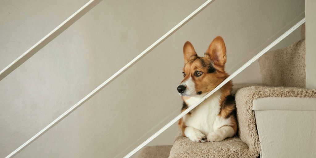 a dog is sitting on the stairs of a house