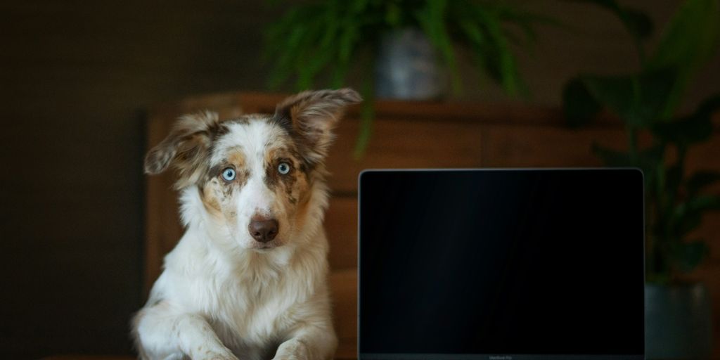 a dog sitting in front of a laptop computer