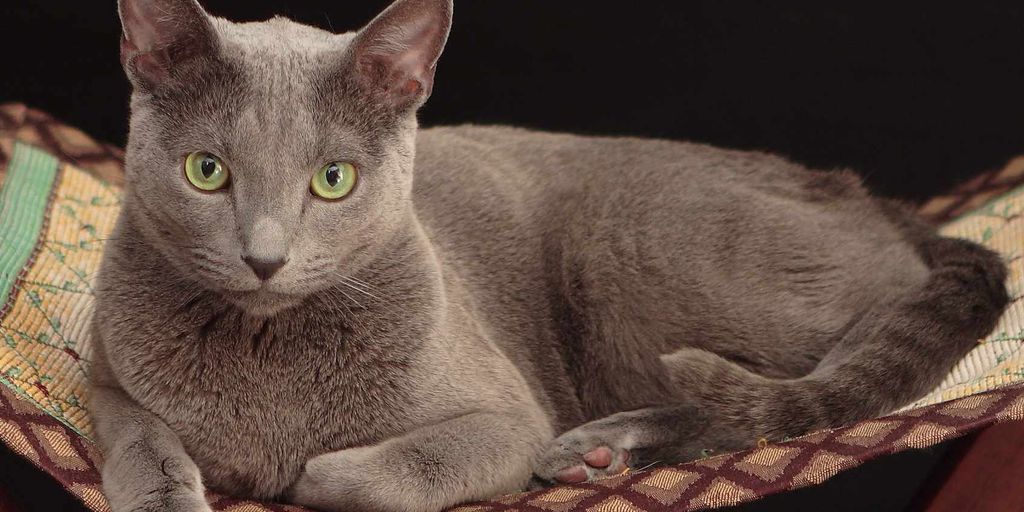 cat in a cozy and safe boarding facility with emergency care elements