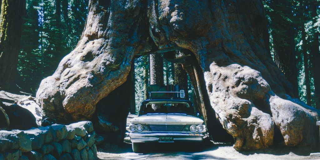 a car is parked in front of a large tree