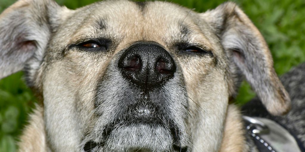 a close up of a dog's face with grass in the background