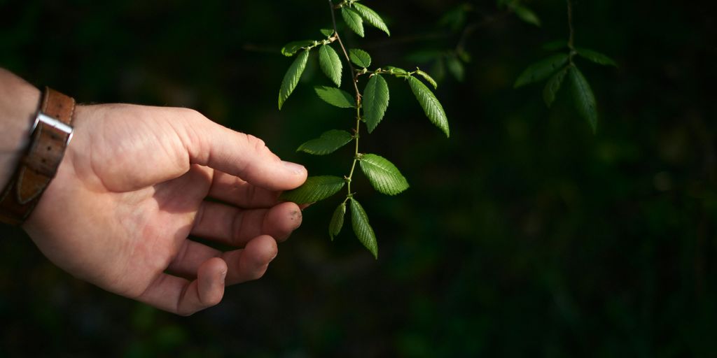 a pair of hands holding a branch