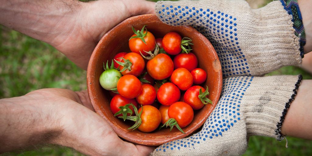 bowl of tomatoes served on person hand