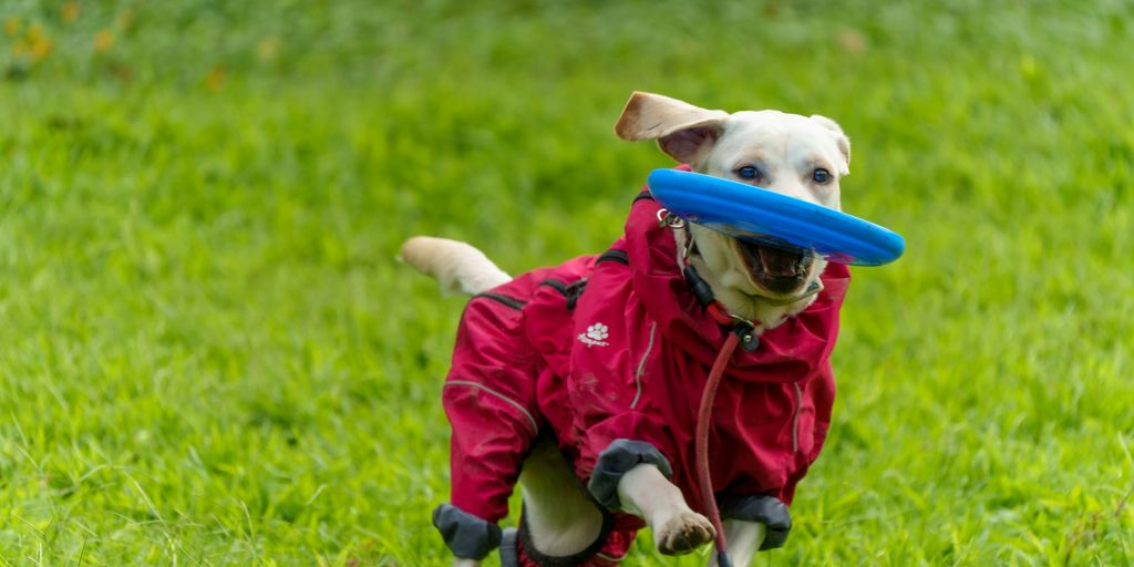 a dog running in the grass with a frisbee in its mouth