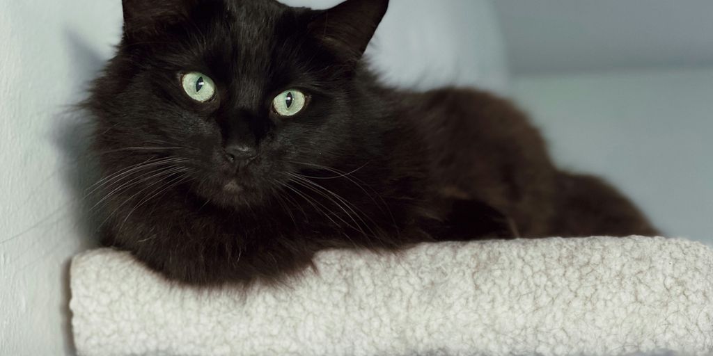 black cat on white textile