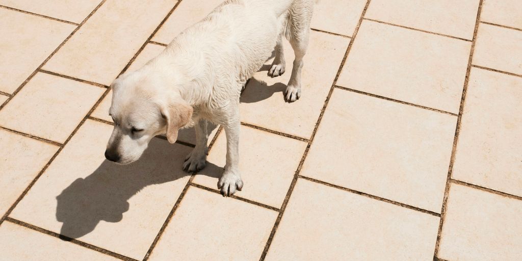 yellow dog standing on ceramic tile