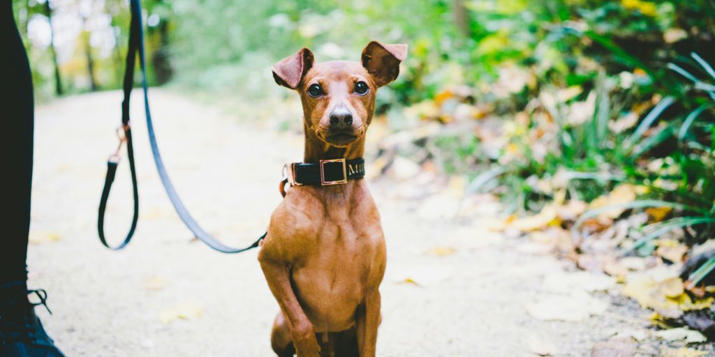 dog with leash