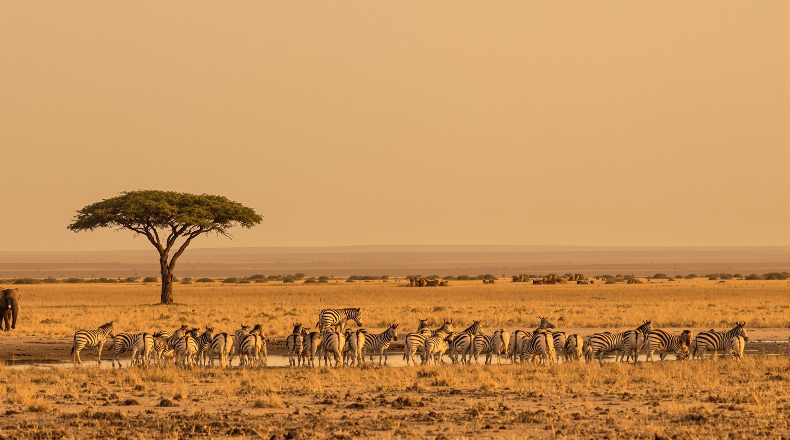 Safari na Namíbia: Como Foi a Nossa Aventura em Etosha - InBrief