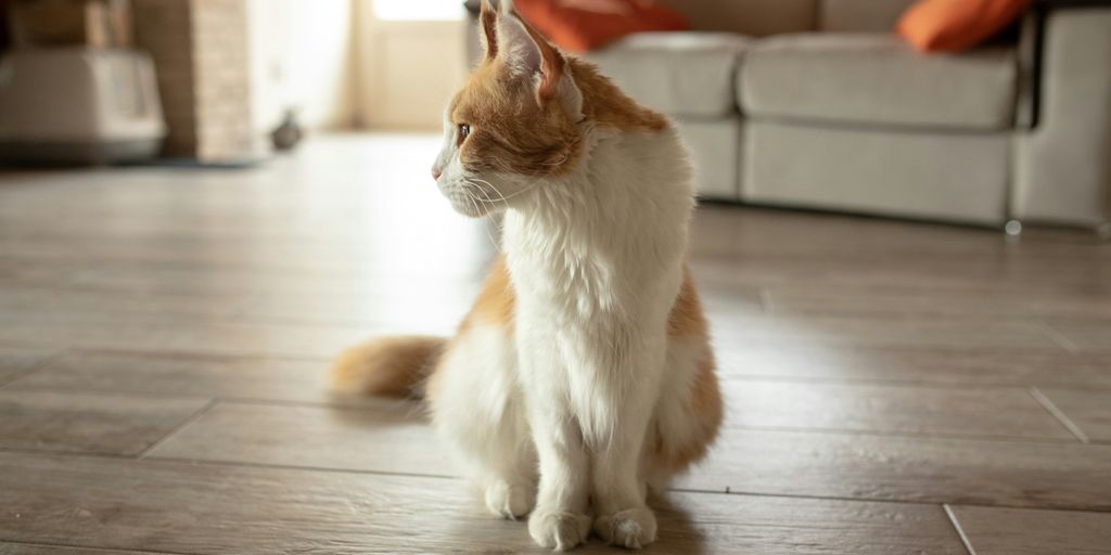 a cat sitting on the floor in a living room