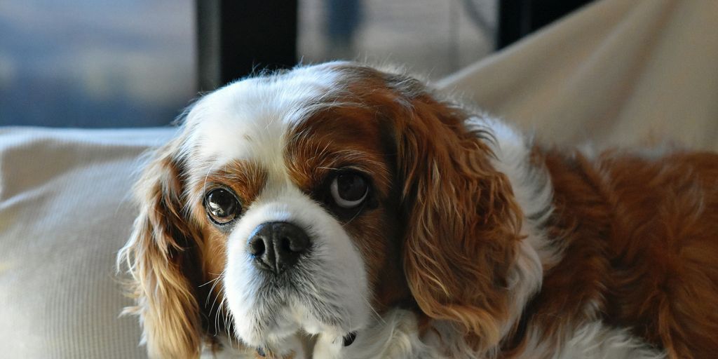 a brown and white dog laying on top of a bed