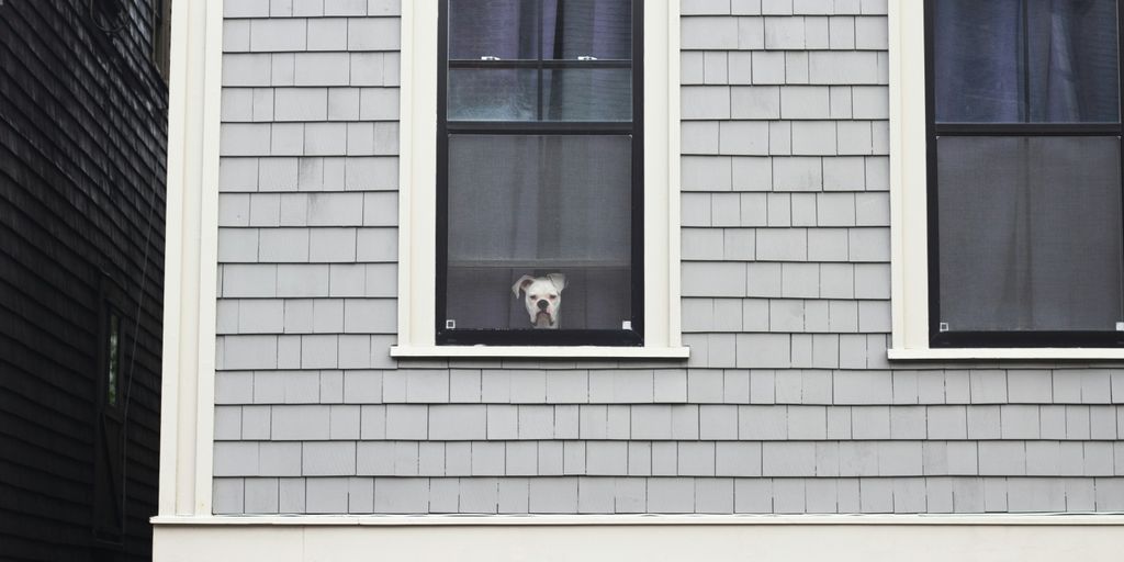 A dog is looking out the window of a house
