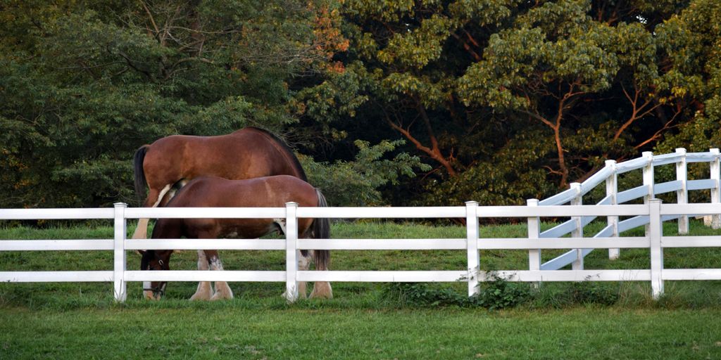 a couple of horses that are standing in the grass