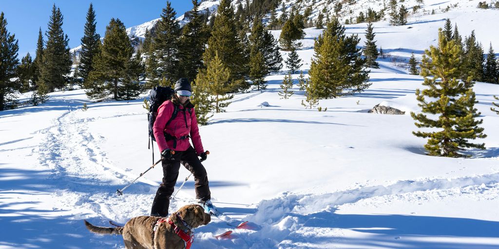 man in blue jacket and brown dog walking on snow covered ground during daytime