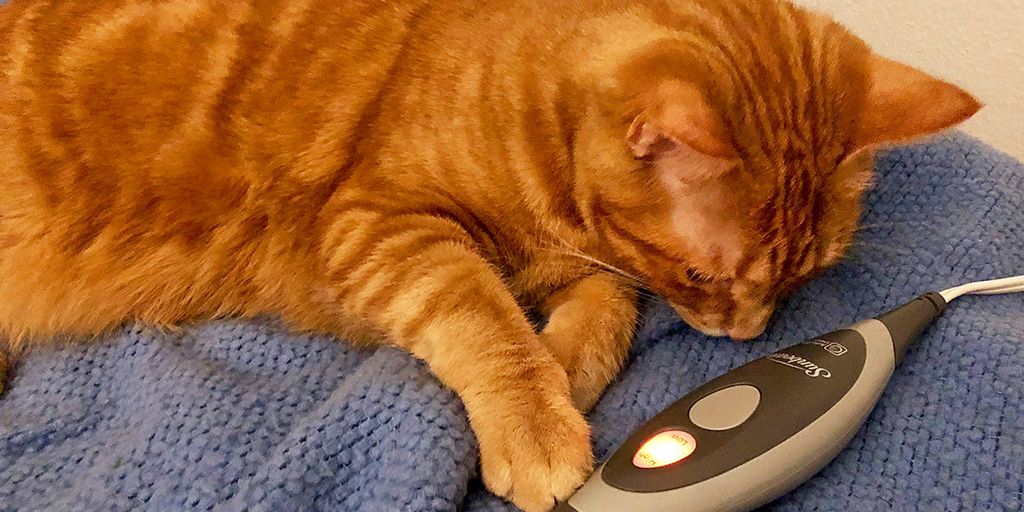 cat sleeping in heated bed