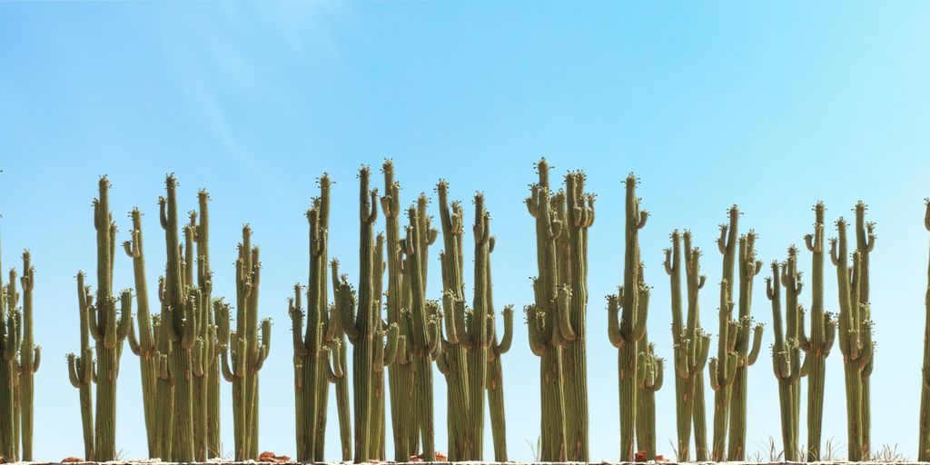 a group of tall cactus trees in the desert