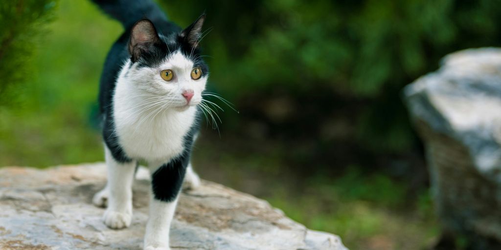 a black and white cat standing on top of a rock