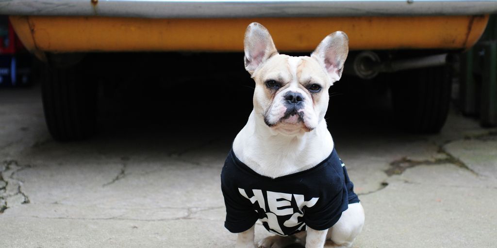 selective focus photography of dog wearing shirt