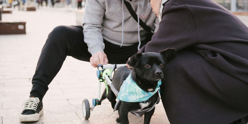 a person pushing a dog on a skateboard