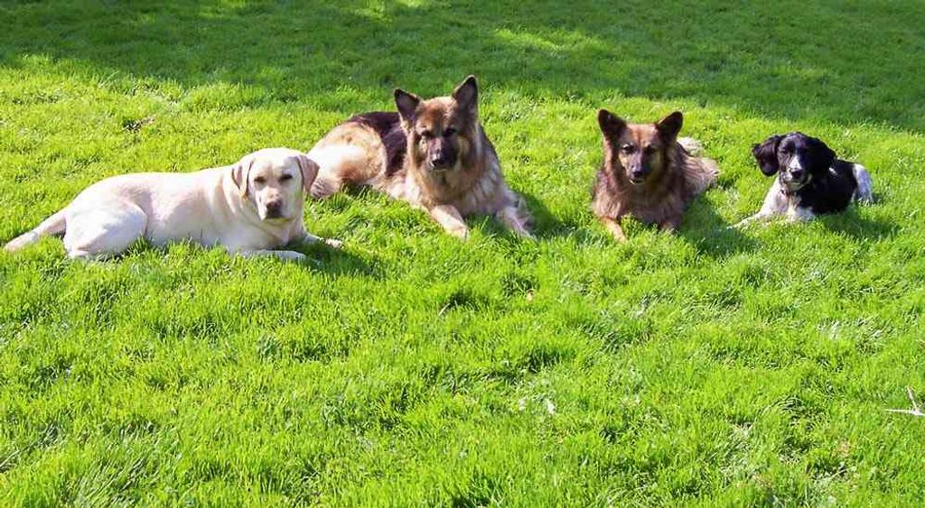 Promoting Awareness and Advocacy for Dog Adoption