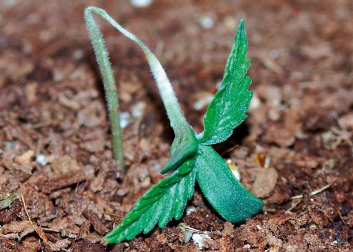Auswahl der richtigen Cannabissamen