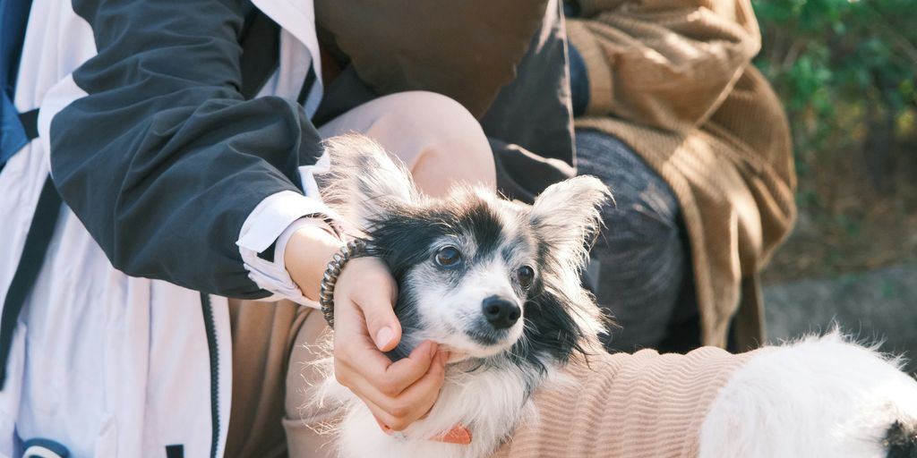 a dog is being petted by a woman