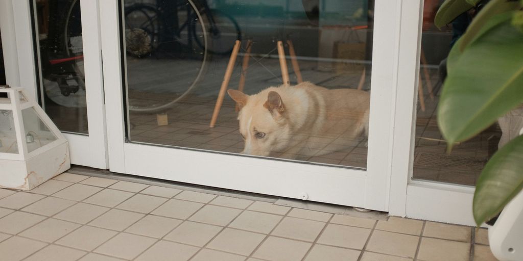 brown and white short coated dog on white ceramic floor tiles