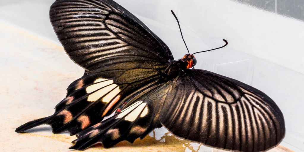 butterflies in a garden with safe pest control practices
