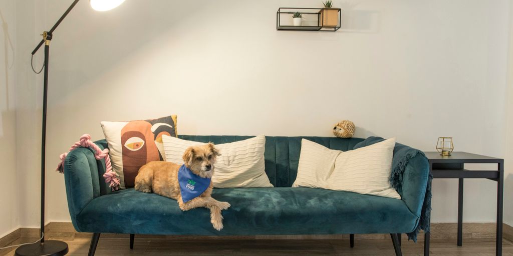 a dog sitting on a couch