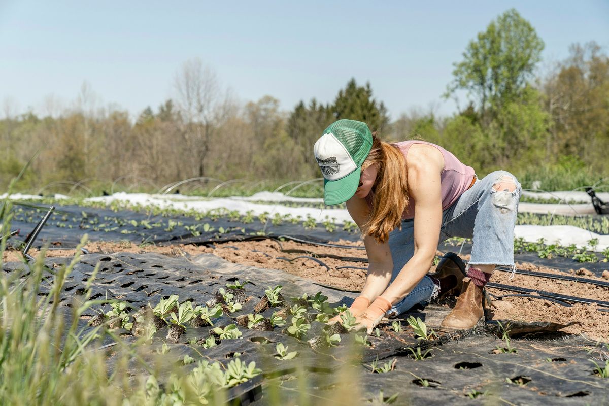 Planting with Precision: JADAM's Planting Techniques