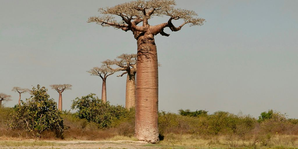 a bao tree in the middle of a field