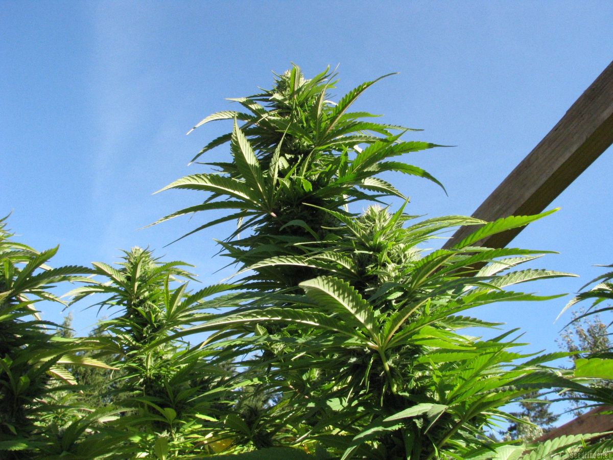 Wie man Qualität von Cannabissamen erkennt