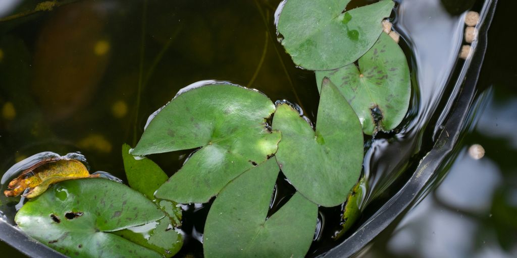 a close up of a plant with leaves in water