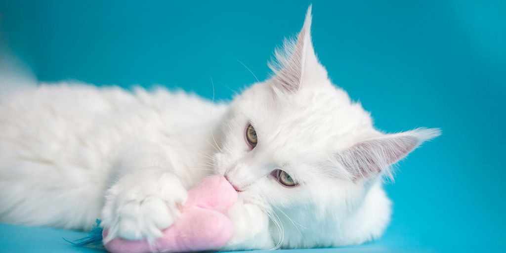white cat lying on teal textile