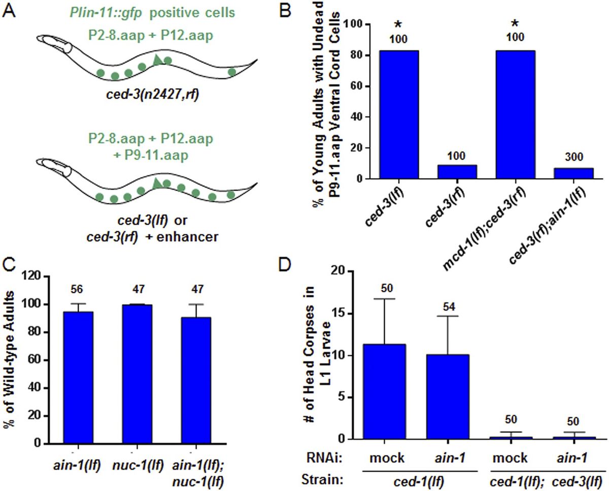 Post-Launch Strategies