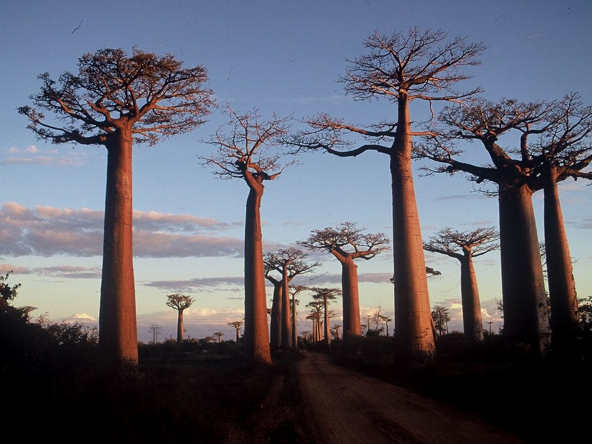 Austronesian artifacts Madagascar