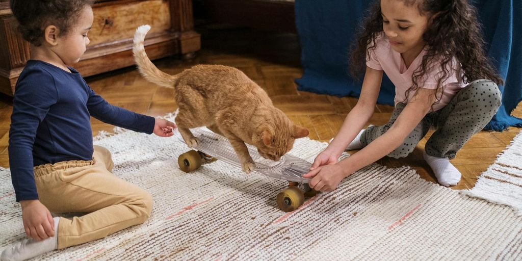 cat boarding facility