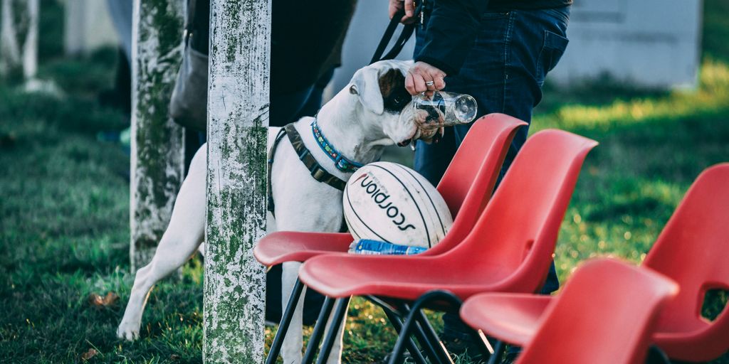 person offering a drink to his dog