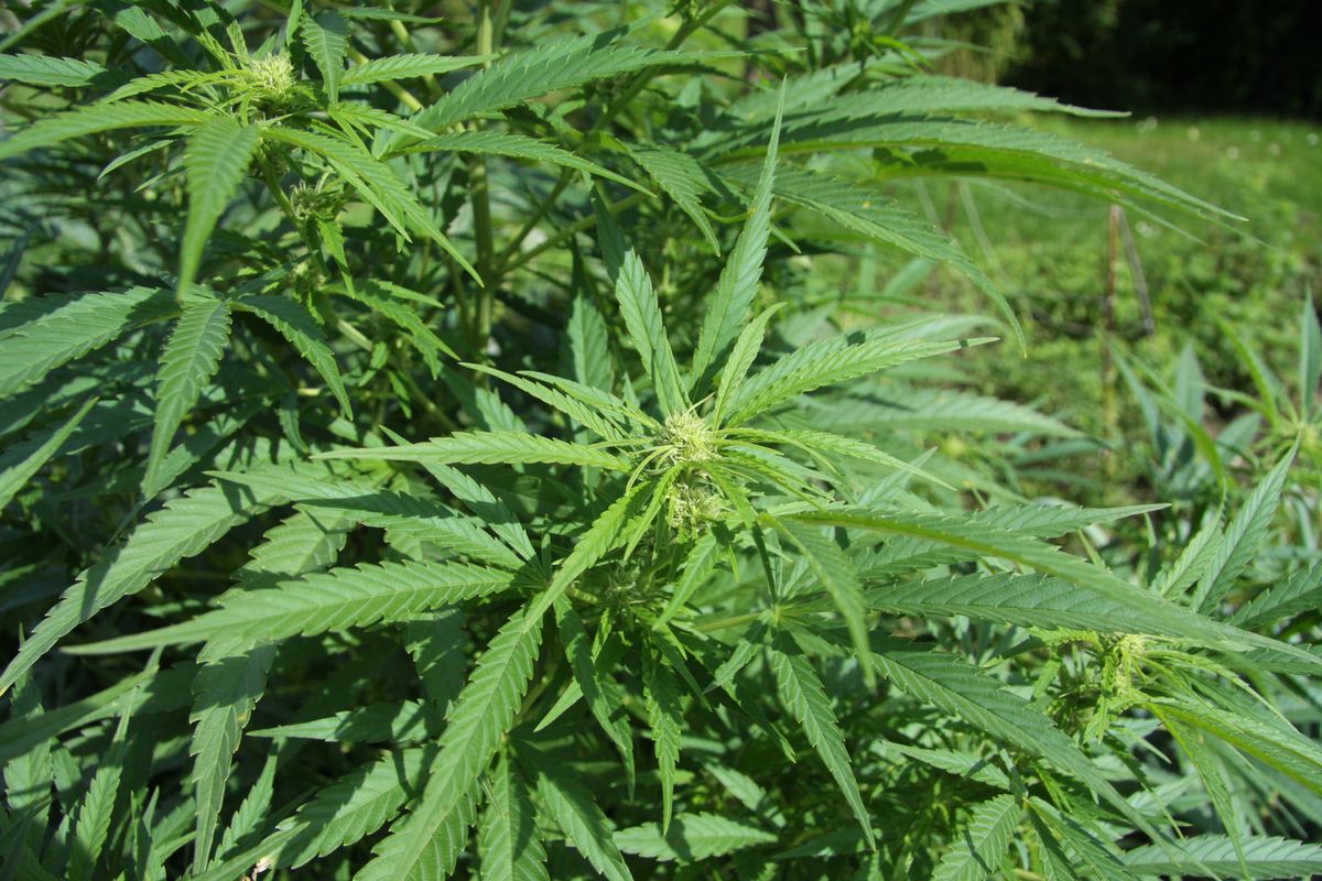 Medizinische Verwendung von Cannabis in Schleswig-Holstein