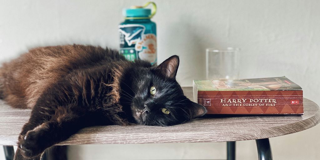 black cat on brown wooden table