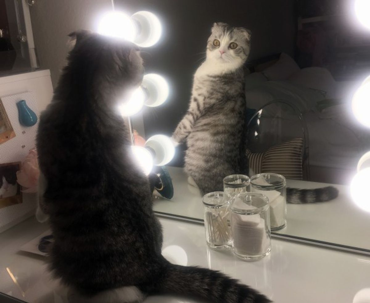 Gourmet Delights for Discerning Cats