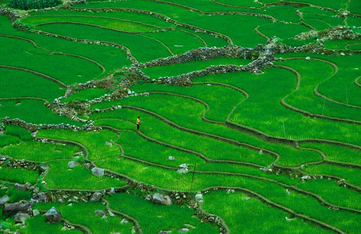 From Seed to Harvest: The JADAM Growth Cycle