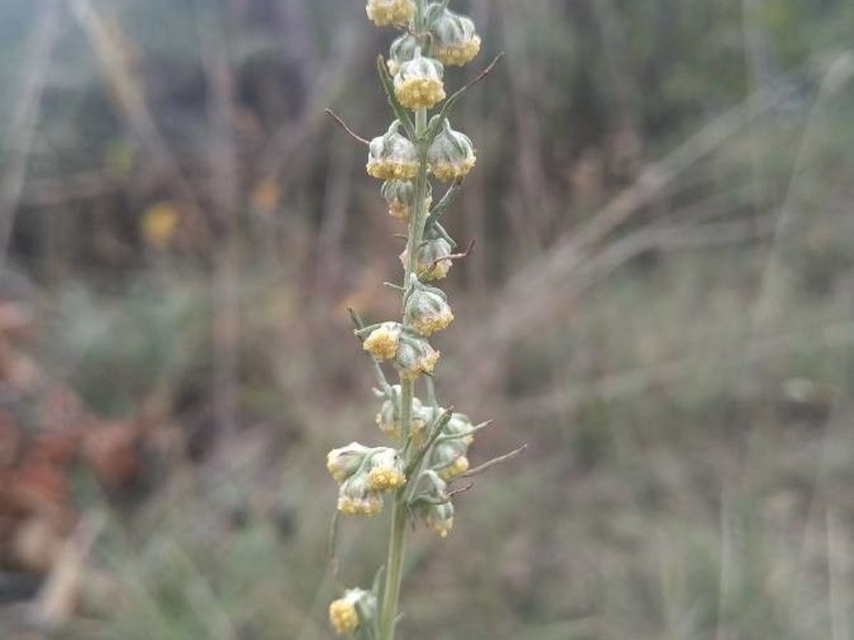 Artemisia absinthium plant