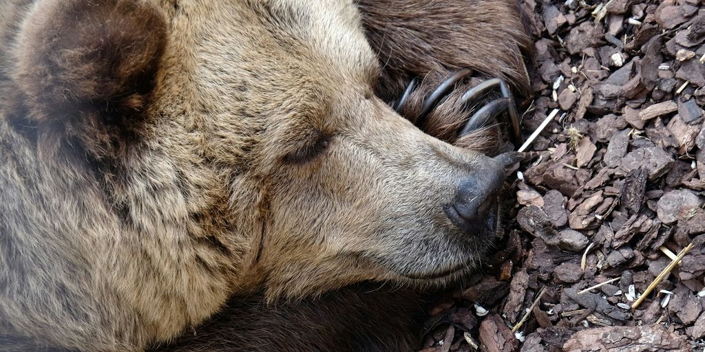 grizzly bear
