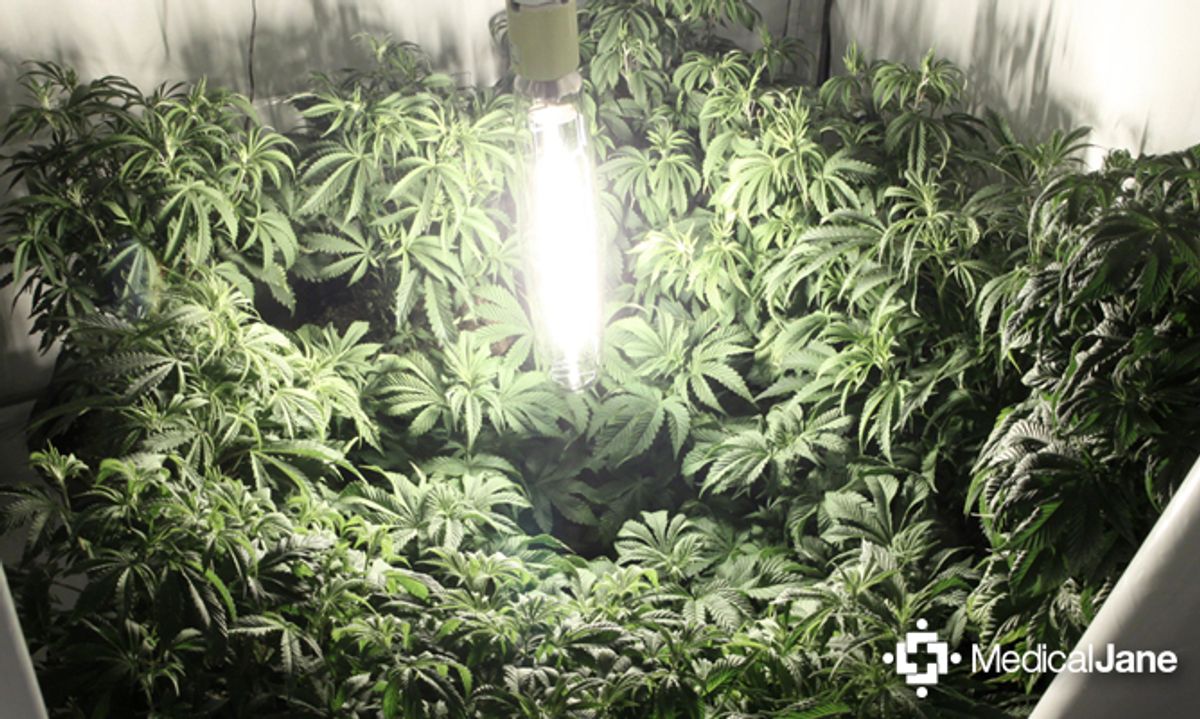 Grundlagen des Cannabisanbaus