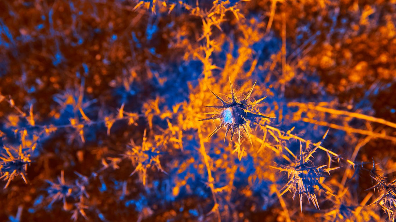 a close up of a bunch of plants