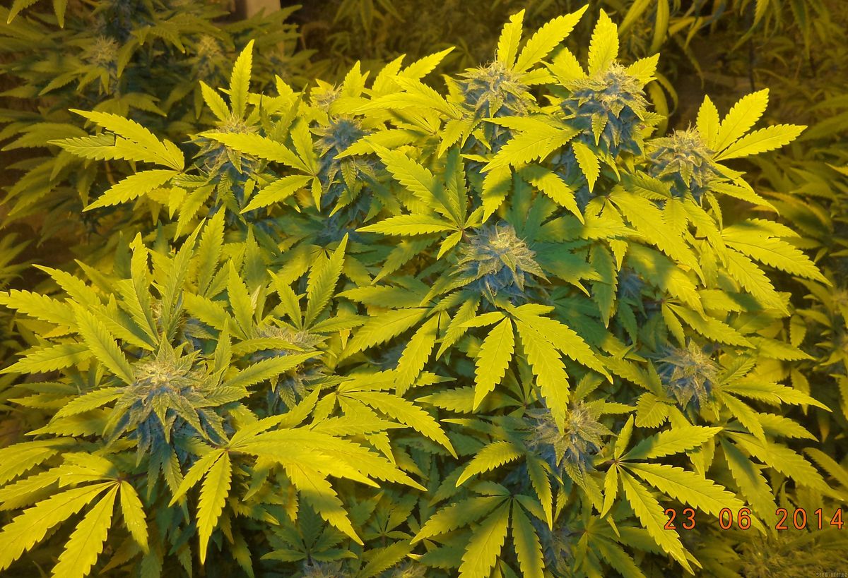 Anleitung zum Online-Kauf von Cannabissamen