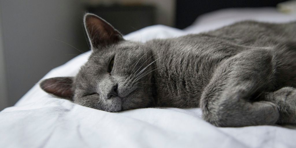 silver tabby cat lying on white textile