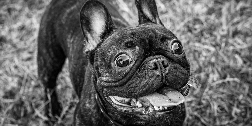 Happy french bulldog smiles brightly.