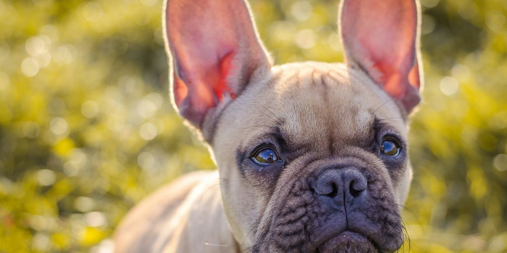 a close up of a dog on a field of grass