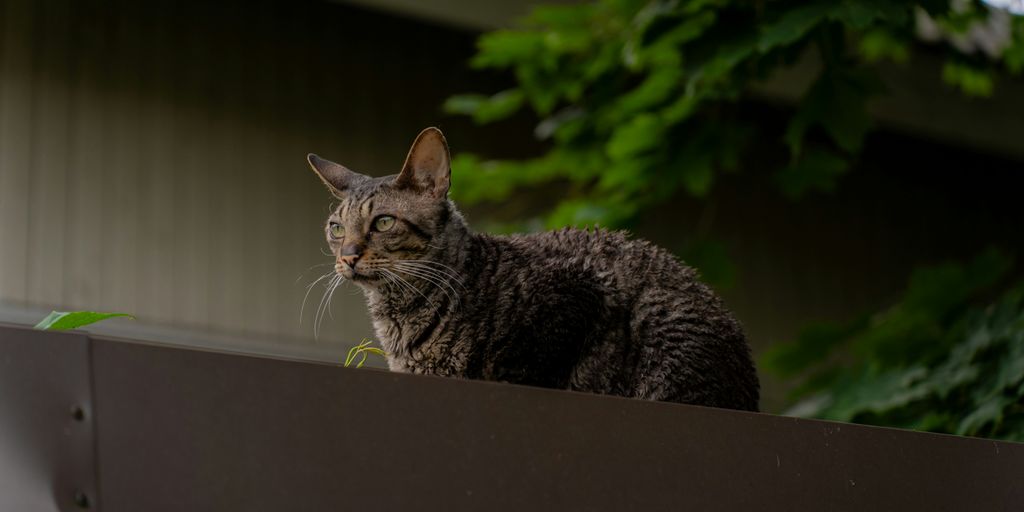 a cat sitting on top of a window sill